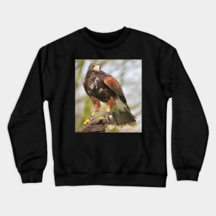 Harris Hawk Crewneck Sweatshirt